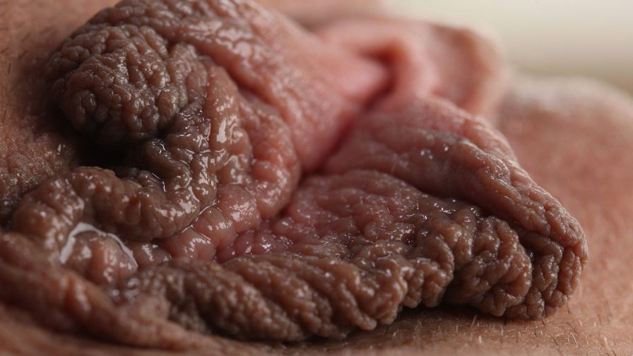 Wet Pussy Porn Wallpaper